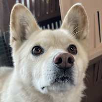 Thumbnail photo of Pogeun #2