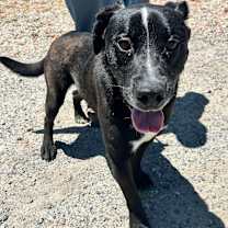 Thumbnail photo of HANK #1