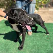 Thumbnail photo of HANK #2