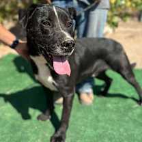 Thumbnail photo of HANK #3