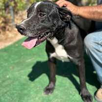 Thumbnail photo of HANK #4