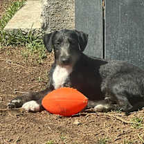 Thumbnail photo of Fatboy (Male 1) #1