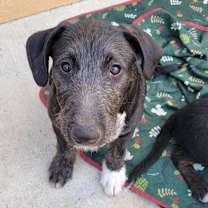 Thumbnail photo of Fatboy (Male 1) #2