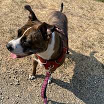 Thumbnail photo of Hershey #3