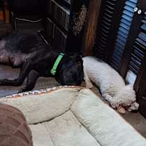 Thumbnail photo of Suki - loves kids #2