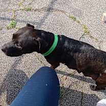 Thumbnail photo of Suki - loves kids #3