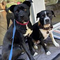 Thumbnail photo of Tiny - Courtesy Post #3