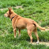 Thumbnail photo of Lola  (ae) #4