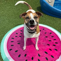 Thumbnail photo of Benji #2