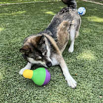 Thumbnail photo of Major #4