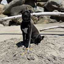 Thumbnail photo of Dizzy #1