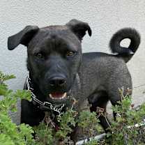 Thumbnail photo of Dizzy #2