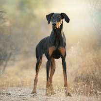 Thumbnail photo of Rafiki #1