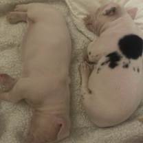 Thumbnail photo of Arrow #3