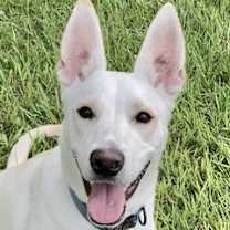 Thumbnail photo of Koda *VIP* #1