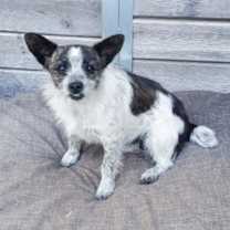 Thumbnail photo of DIXIE DOG #1