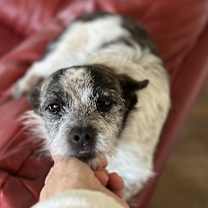 Thumbnail photo of DIXIE DOG #2