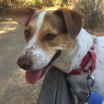 Thumbnail photo of CINNAMON #2