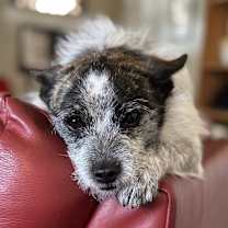 Thumbnail photo of DIXIE DOG #3