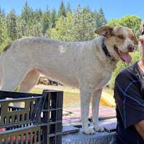 Thumbnail photo of CINNAMON #3