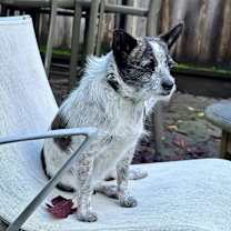 Thumbnail photo of DIXIE DOG #4
