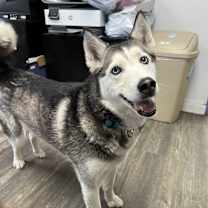 Thumbnail photo of Lulu #2