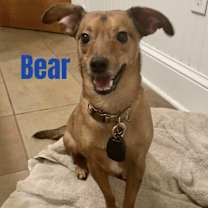 Thumbnail photo of BEAR #1