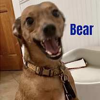 Thumbnail photo of BEAR #3