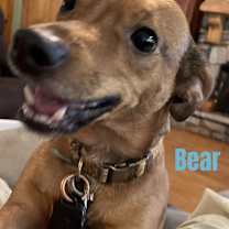 Thumbnail photo of BEAR #4