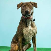 Thumbnail photo of Midnight aka Milo #1