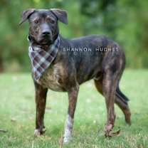 Thumbnail photo of Midnight aka Milo #2