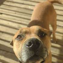 Thumbnail photo of Otto #4