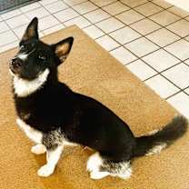 adopt-pet