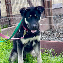 Thumbnail photo of Bruno #3