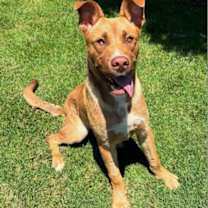 Thumbnail photo of Scooby #1