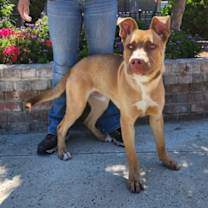 Thumbnail photo of Scooby #3