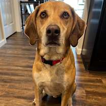 Thumbnail photo of Copper- $125 Sponsored Adoption Fee! #3