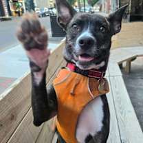 adopt a pet