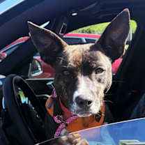 Thumbnail photo of SARA #2