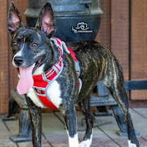 Thumbnail photo of SARA #3