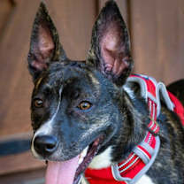 Thumbnail photo of SARA #4