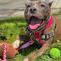 Thumbnail photo of Bella *Courtesy Post #2