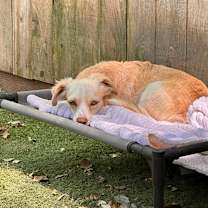 Thumbnail photo of Alvin #4