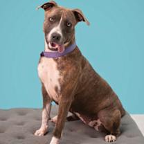 Thumbnail photo of Rosaline #1