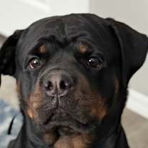 adopt-pet