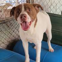 Thumbnail photo of Angelus #1