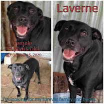 Thumbnail photo of Laverne #2