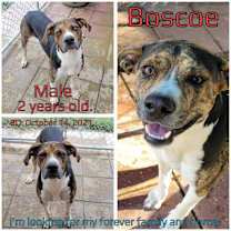 Thumbnail photo of Boscoe #2