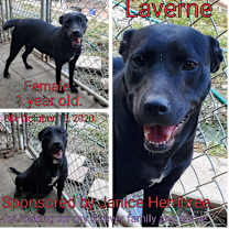 Thumbnail photo of Laverne #3