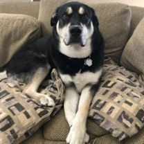 Thumbnail photo of Bane - Courtesy Posting #2